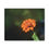 Thumbnail: Facing the Sun Canvas Print