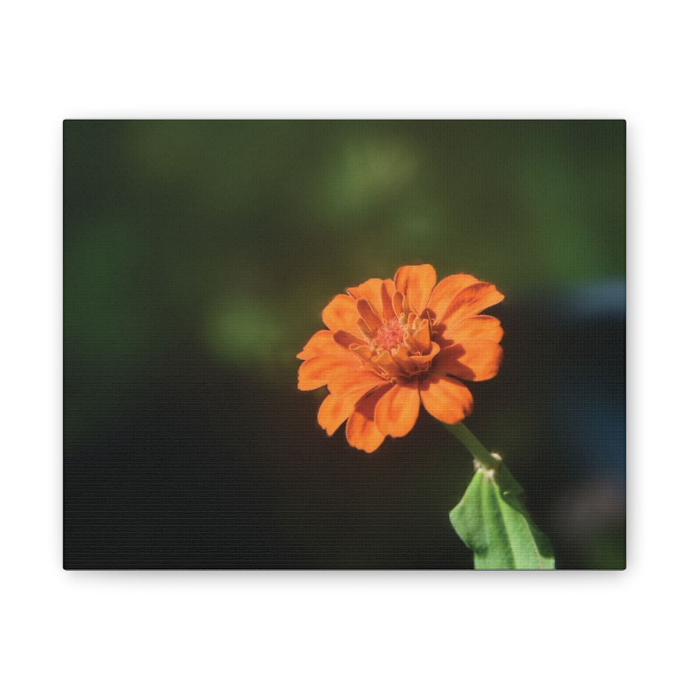 Facing the Sun Canvas Print