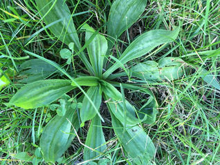 Recipes from the Rideau