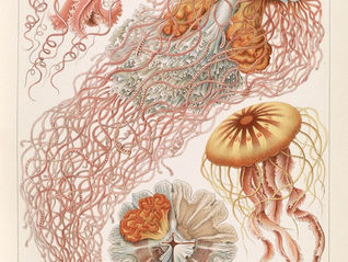 Why is a Gypsyhermit Like a Jellyfish?