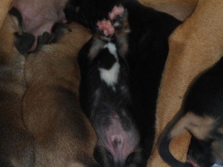 Mr Myrtle's Tale (and Ears)