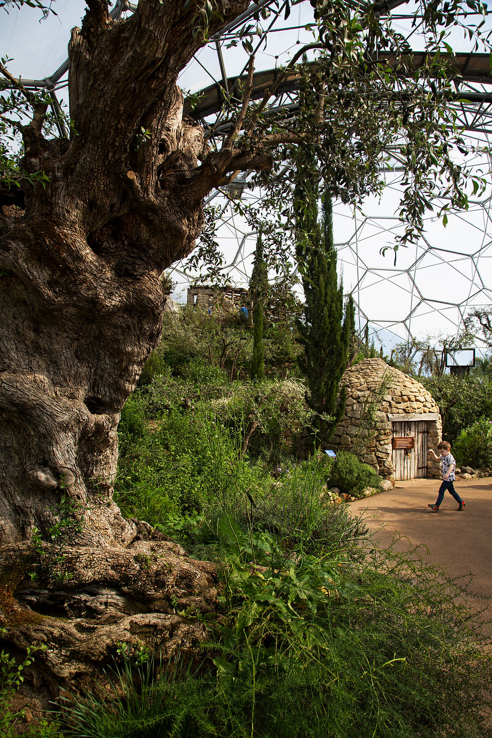 Christine Drouin
The Child and the Twisted Tree
2024
Digital photography
24x36
Fine art print, black frame