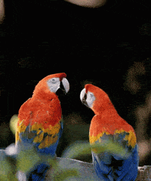 parror-macaw.gif