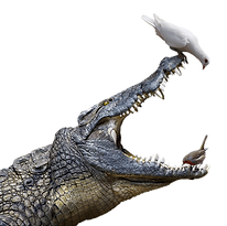 pngwing.com (81).png