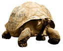 pngwing.com (82).png