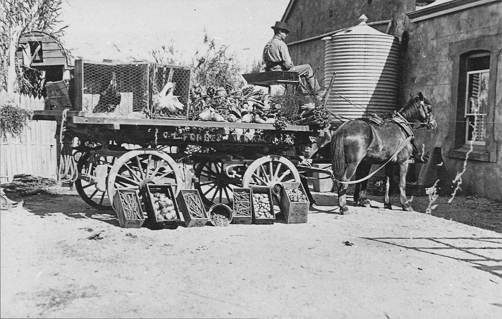 4469 Forbes' dray.jpg