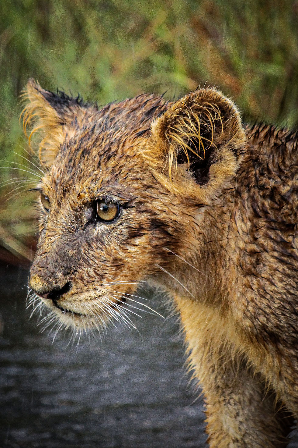 KDT Conservation