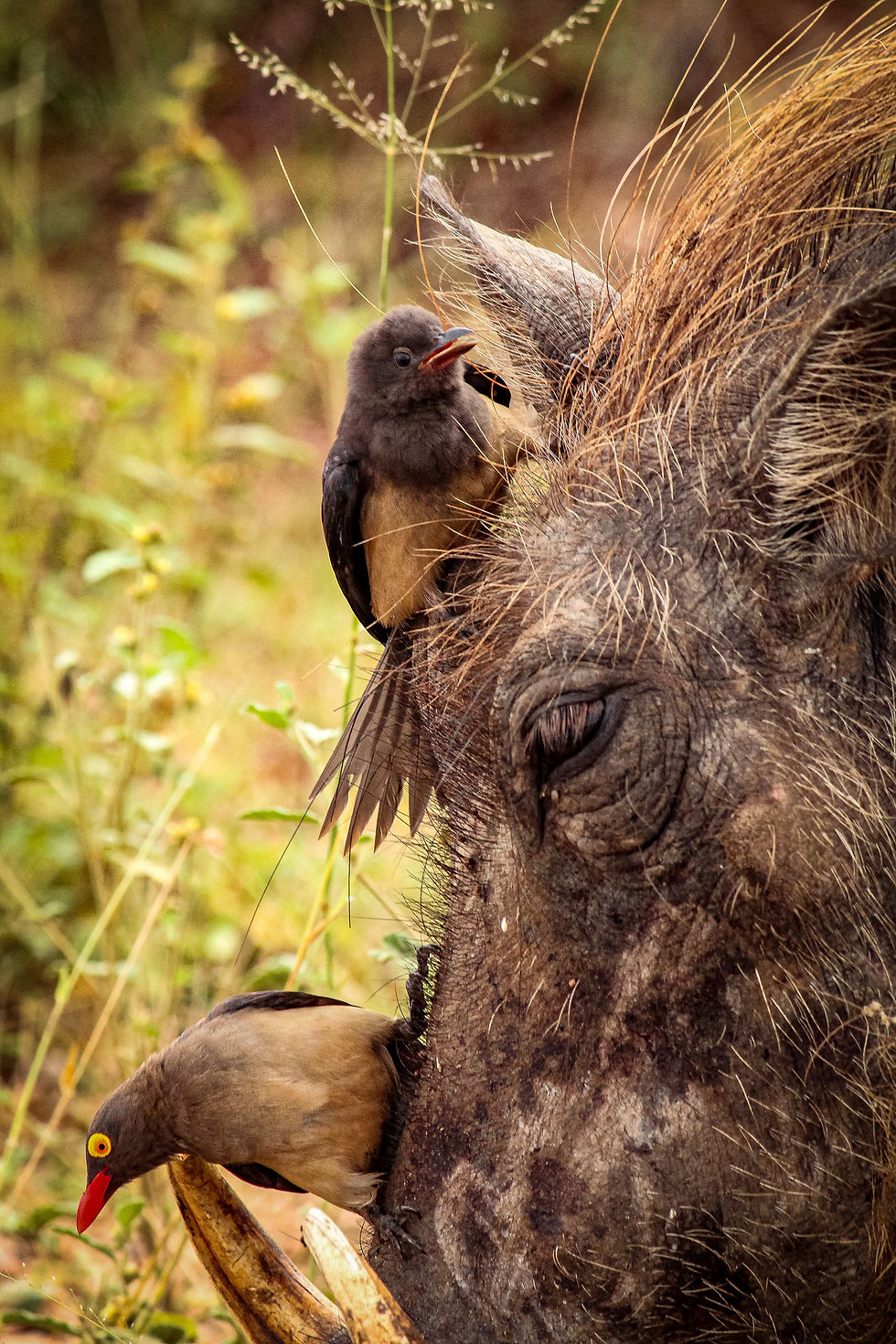KDT Conservation