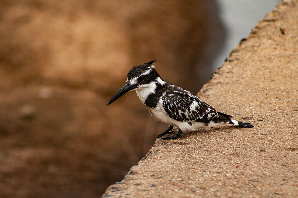 KDT Conservation