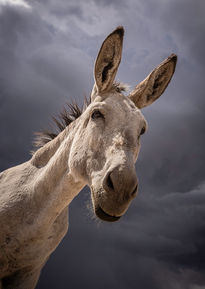 Leah Earle, Donkey After The Storm, photograph of a donkey with clouds
