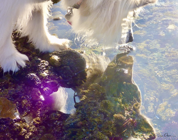 Four Legged Reflections in a Tidepool, by Patsee Ober
