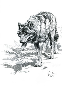 On Hunting Trail, by Róbert Sándor, sketch of a wold with great negative space