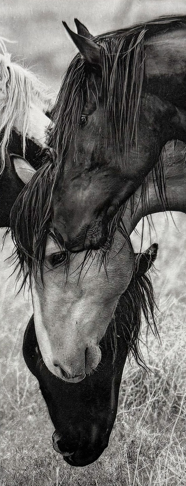 Susan James, Spirit Council, black and white print-work of three horses nuzzling