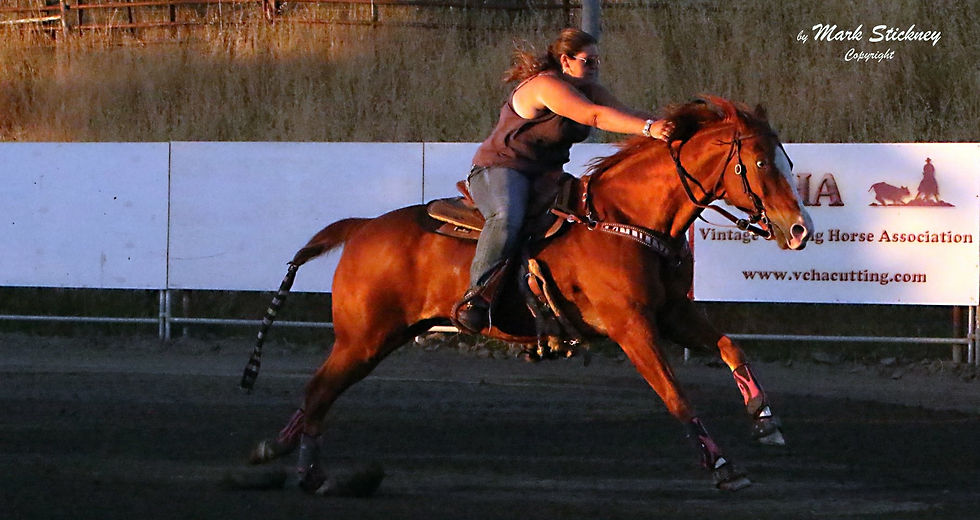 How to Get the Most Out of Your Acuscope & Myopulse Session for Your Horse