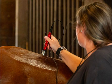 Hooves, Back, and Beyond: How One Weak Link Affects the Whole Horse