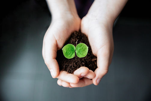 seedling-7472384_1920.jpg