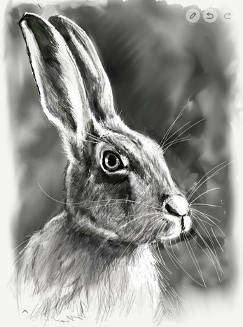 Hare - ©Cat Salter-Smith