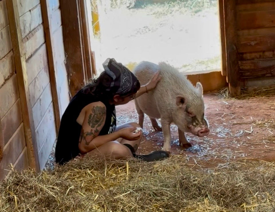 A Resident Care Team member spends time with Pigcasso after his return from Auburn University, where he received a CT scan and treatment for a gastrointestinal obstruction and dehydration. Pigcasso turns 21 in September.