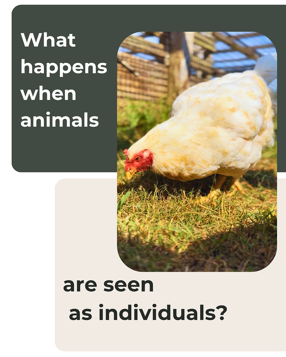 Image of Lennox, a Cornish Cross chicken, with the text ‘What changes when animals are seen as individuals?