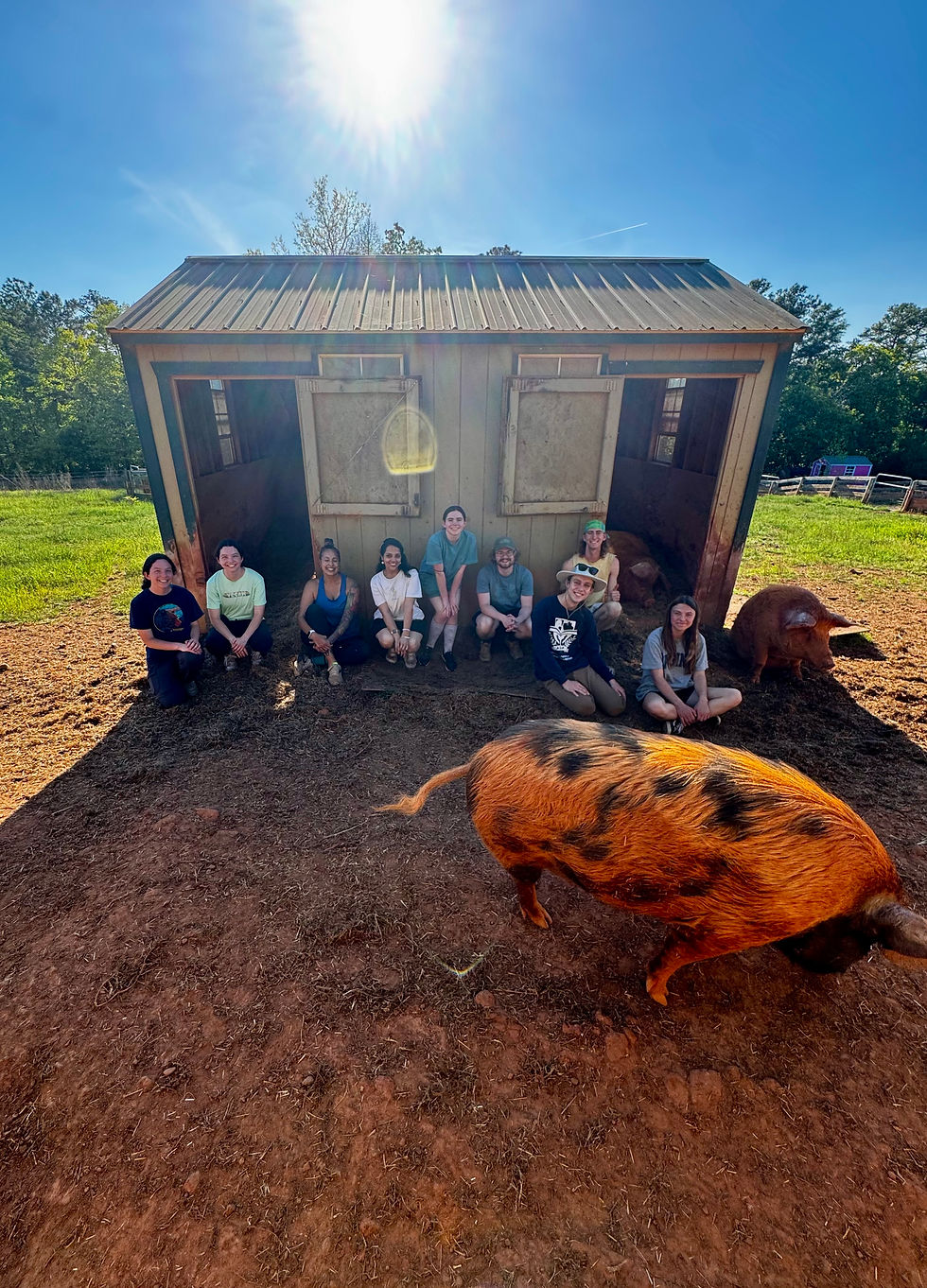 Group of Auburn University ASAP students with a sanctuary team member standing among pigs in a pasture during a volunteer and educational visit.