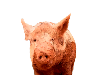 Brando the pig, resident of Full Circle Farm Sanctuary in Warm Springs, Georgia