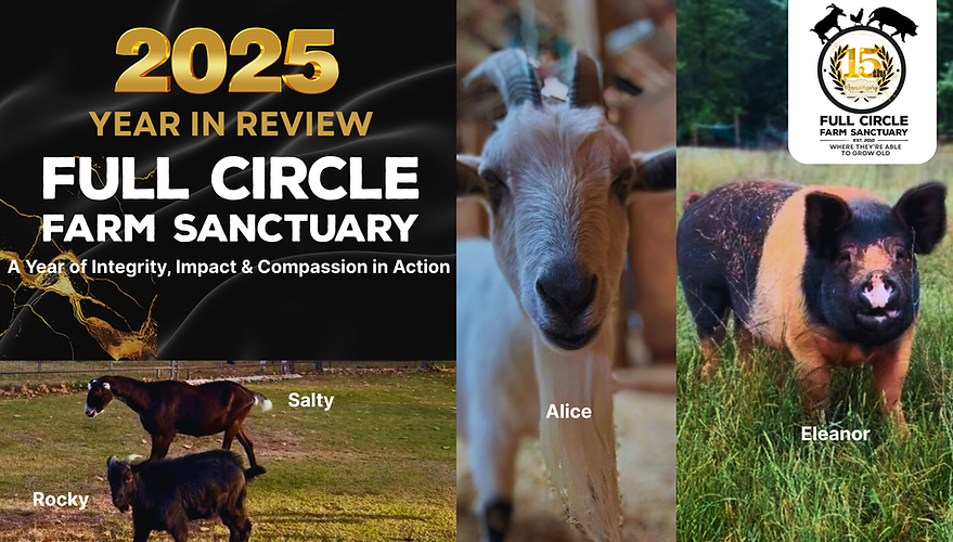 Dog & Accomplishments Website (6).png