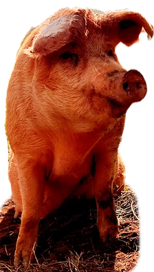 IMG_9945_edited_edited_edited_edited_edi