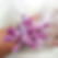 Purple Orchid and Feather Wrist Corsage