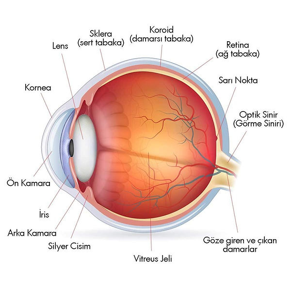 Goz-Anatomisi-1024x1024.jpg
