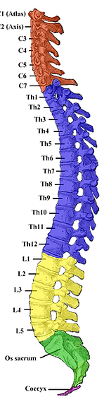 VERTEBRA.png
