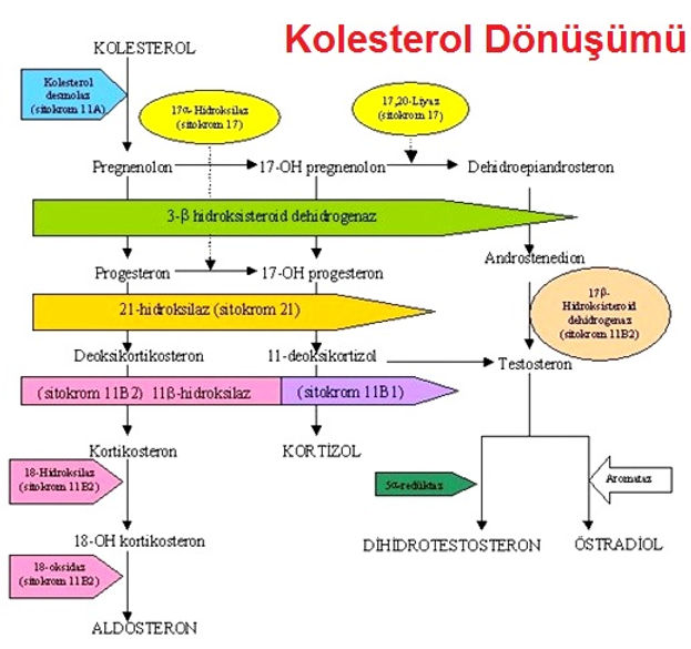 adrenal-bez-hastalc4b1klarc4b1-1.jpg