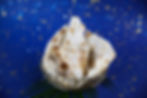 Plain Naan