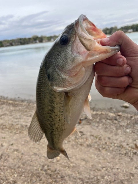 A bass, being held be the mouth, by a human fist.