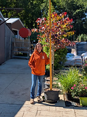 Ground Cover | Timber Shack