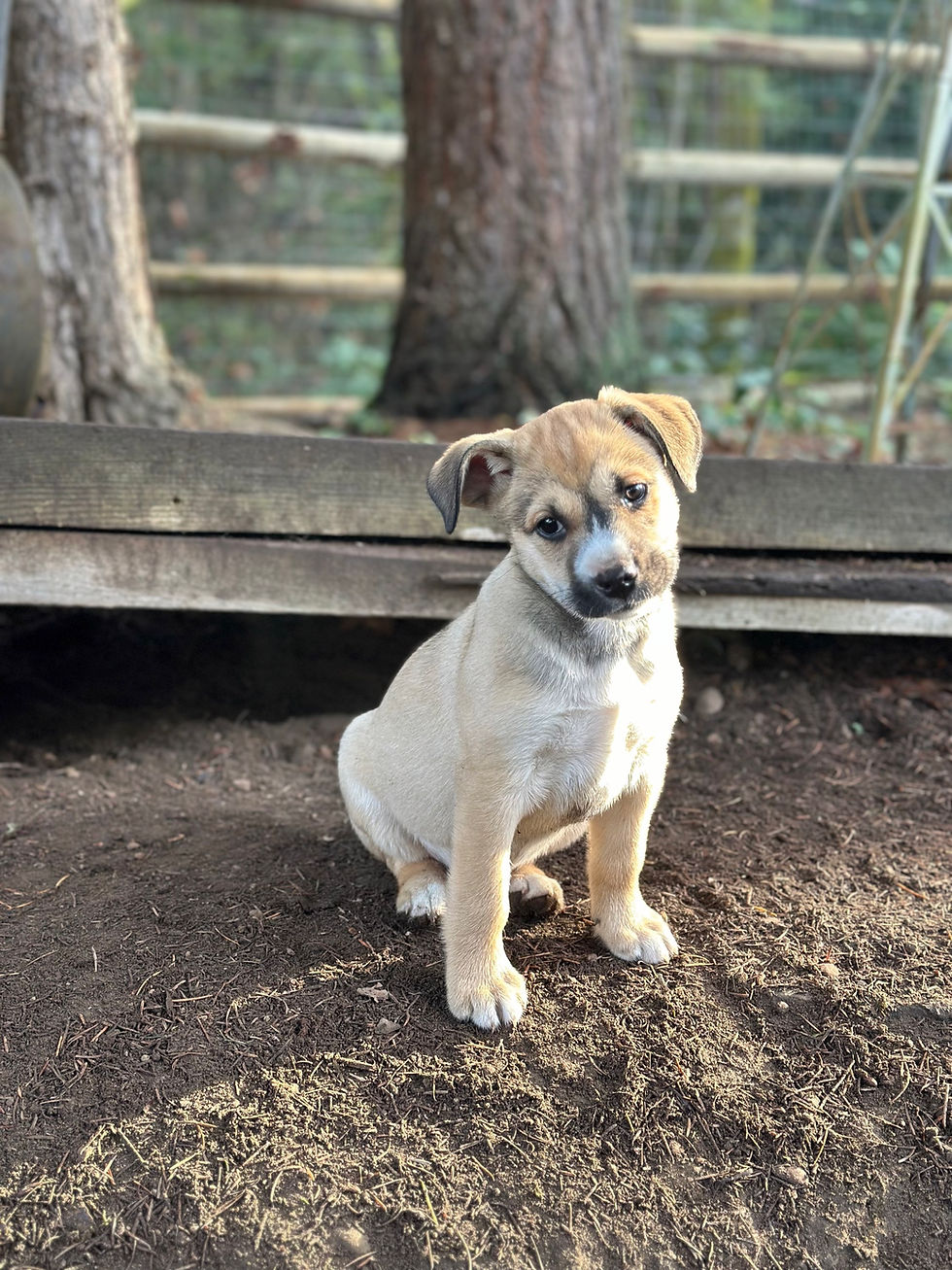 Thumbnail: Starling - female puppy
