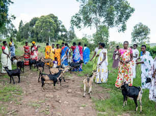 Goats and Growth: collective progress in Ruyigi