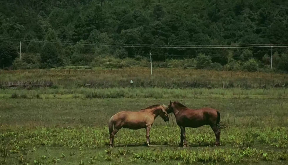 【诗歌】重叠 在白寒的意识里重叠
