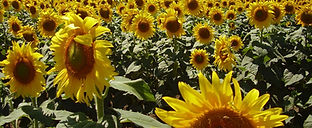 ВЕСТЛЕНД АГРО