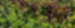 Herbst_edited.jpg