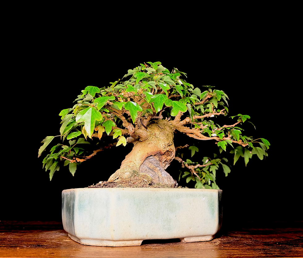 Miniature : Erable trident Shohin