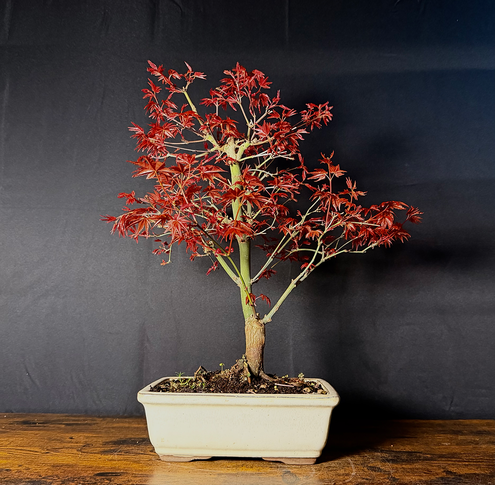 Thumbnail: Erable rouge du japon