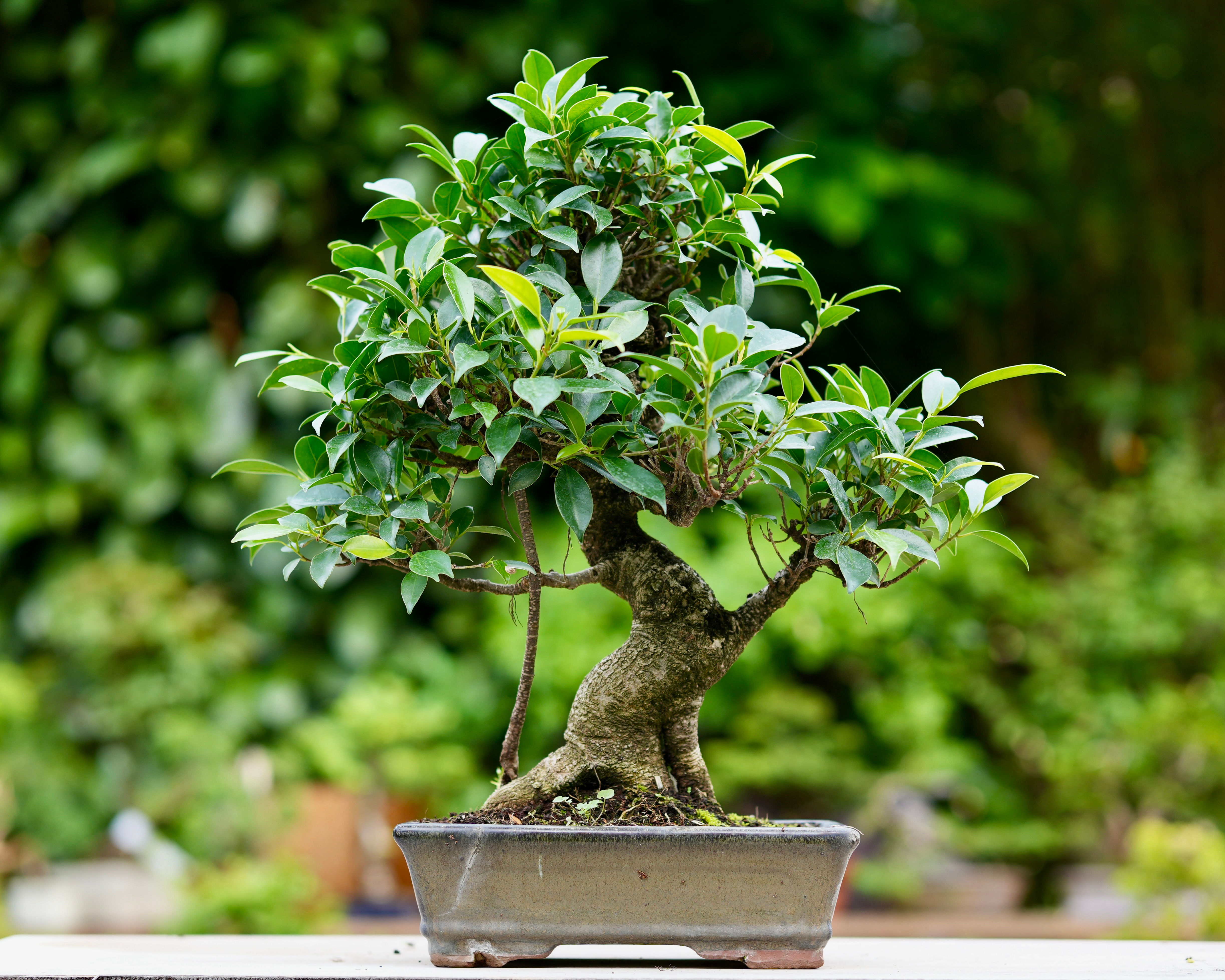 Ficus