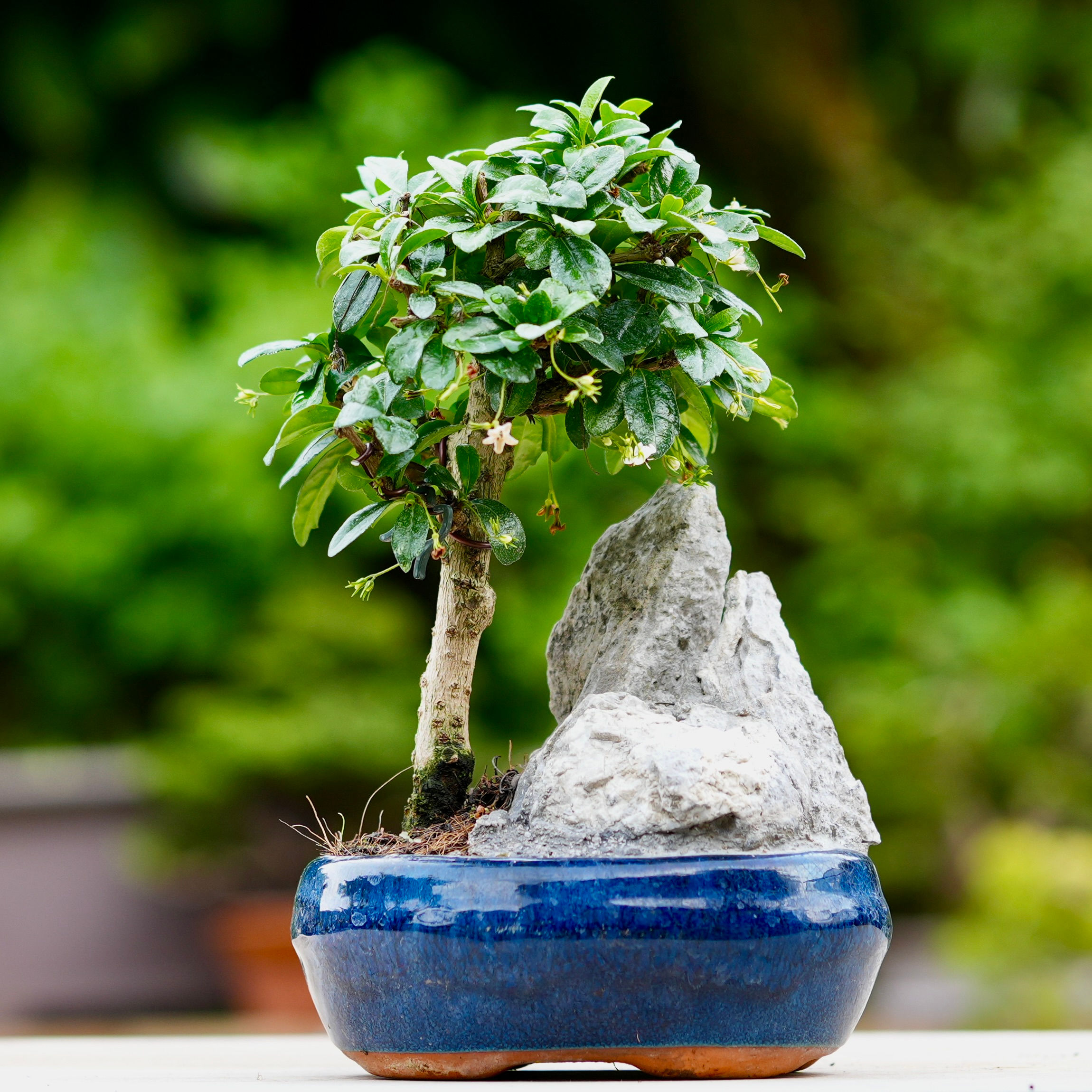 Arbre a thé