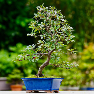 Azalée bonsai