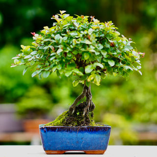 bonsai interieur