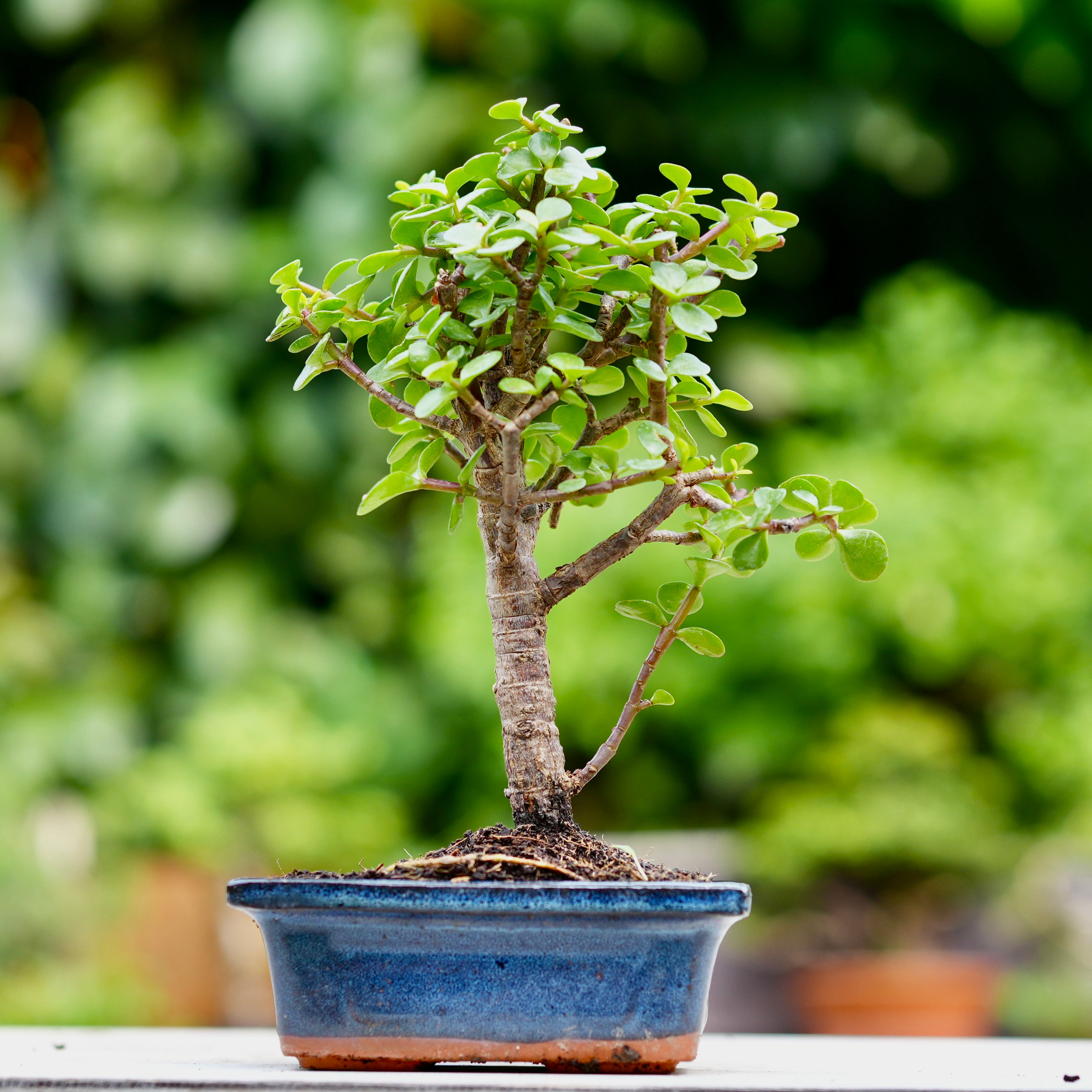 Arbre de Jade