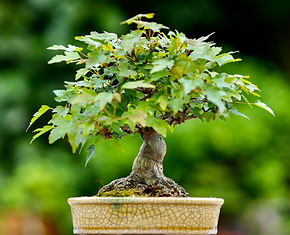 Erable trident bonsai