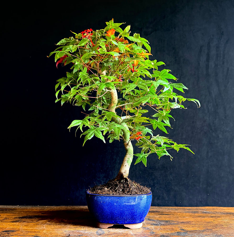 Miniature : Érable rouge du Japon 