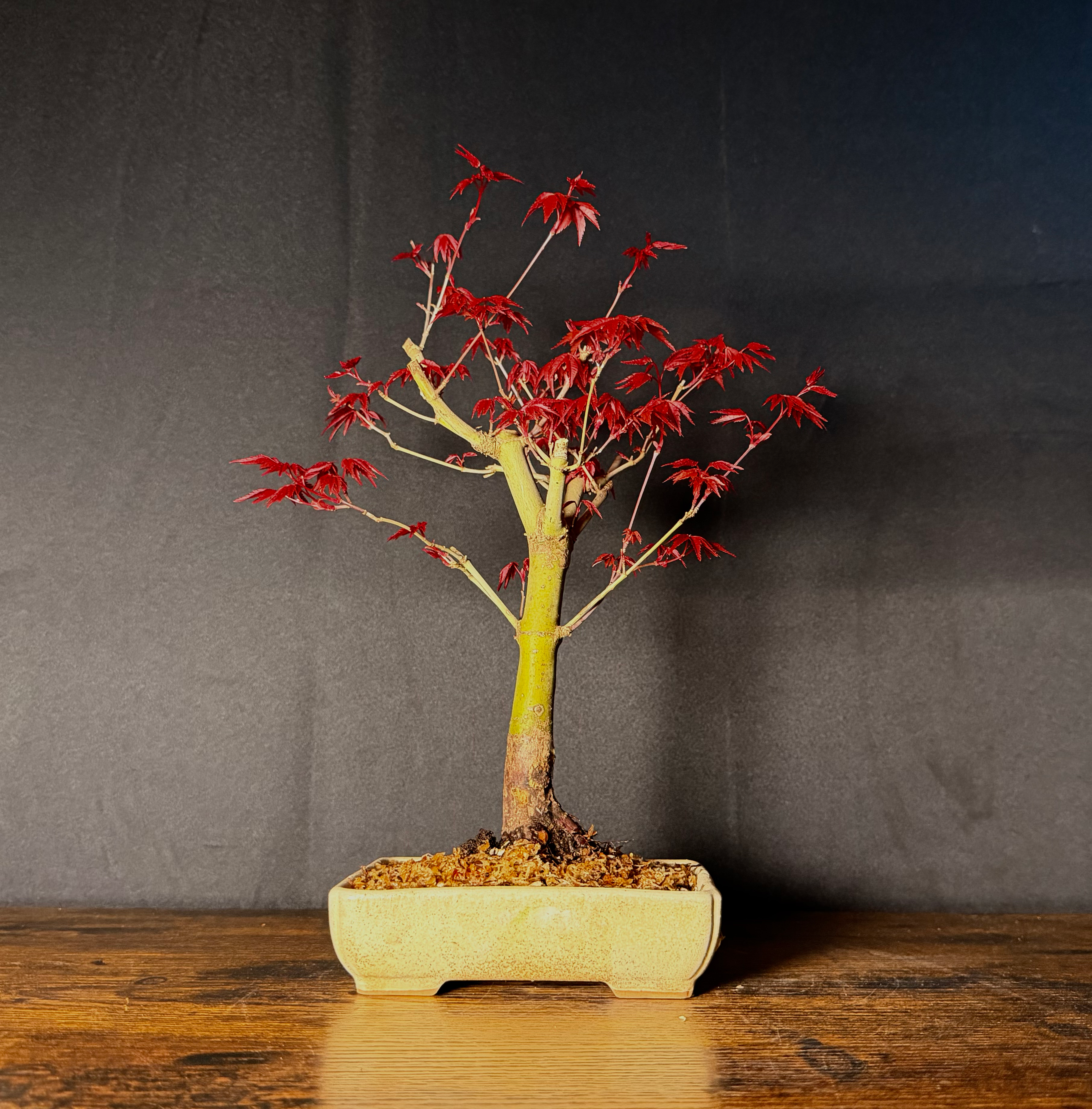 Erable rouge du japon