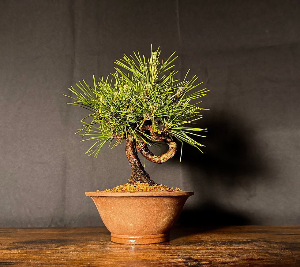 Thumbnail: Pin noir du Japon 